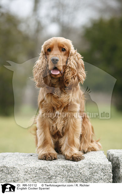 English Cocker Spaniel / English Cocker Spaniel / RR-10112