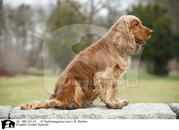 English Cocker Spaniel / English Cocker Spaniel / RR-10114