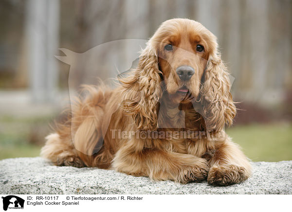 English Cocker Spaniel / English Cocker Spaniel / RR-10117