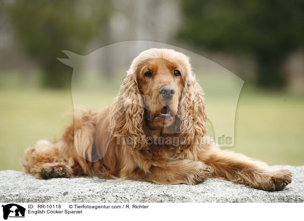 English Cocker Spaniel / English Cocker Spaniel / RR-10118