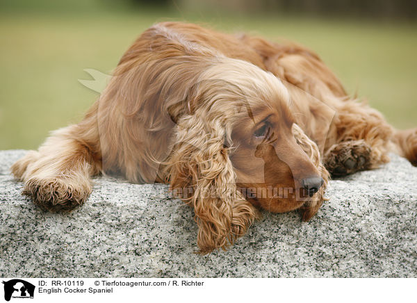 English Cocker Spaniel / English Cocker Spaniel / RR-10119