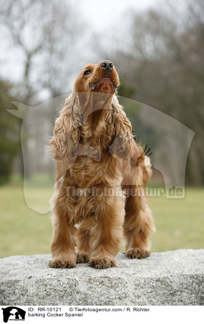 bellender Cocker Spaniel / barking Cocker Spaniel / RR-10121