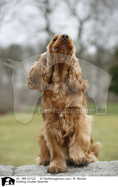 bellender Cocker Spaniel / barking Cocker Spaniel / RR-10122
