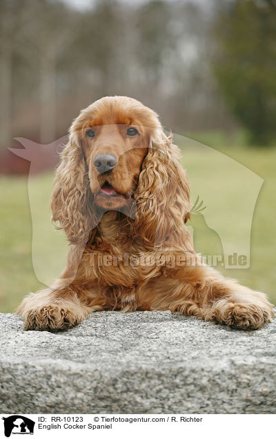 English Cocker Spaniel / English Cocker Spaniel / RR-10123