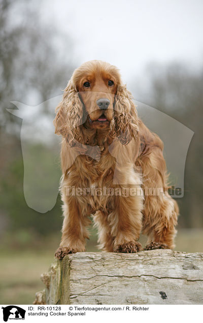 stehender Cocker Spaniel / standing Cocker Spaniel / RR-10128