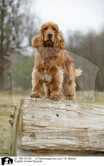 English Cocker Spaniel / English Cocker Spaniel / RR-10129