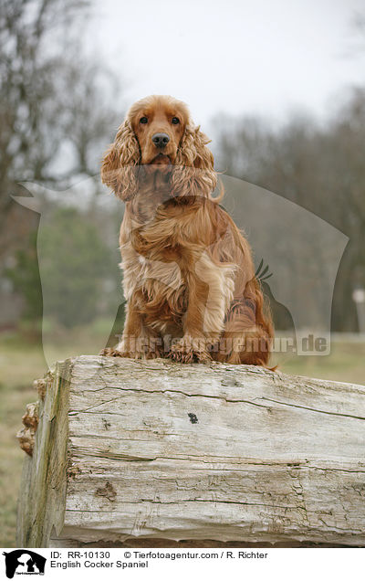 English Cocker Spaniel / English Cocker Spaniel / RR-10130