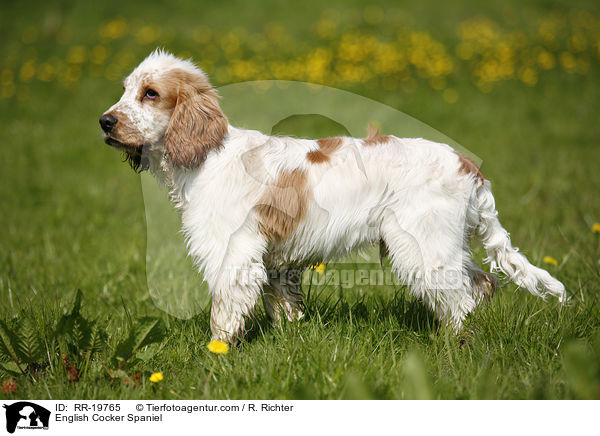 English Cocker Spaniel / English Cocker Spaniel / RR-19765