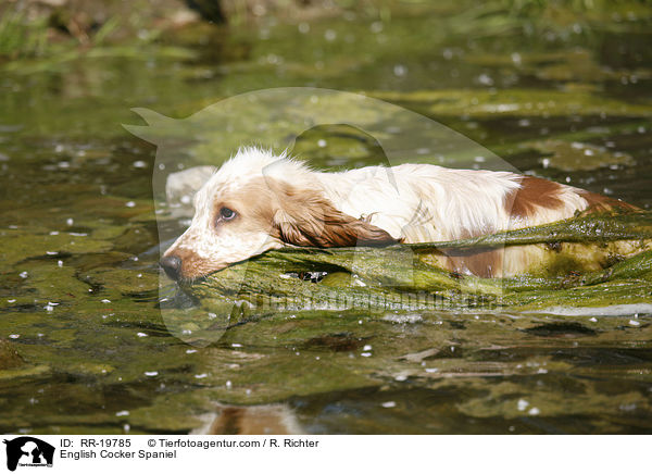 English Cocker Spaniel / English Cocker Spaniel / RR-19785