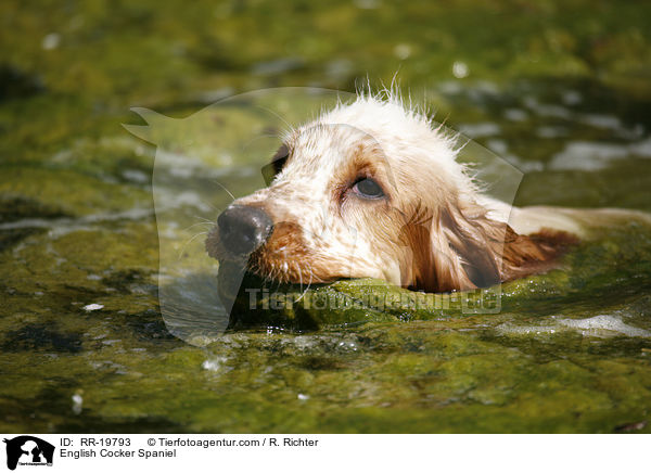 English Cocker Spaniel / English Cocker Spaniel / RR-19793