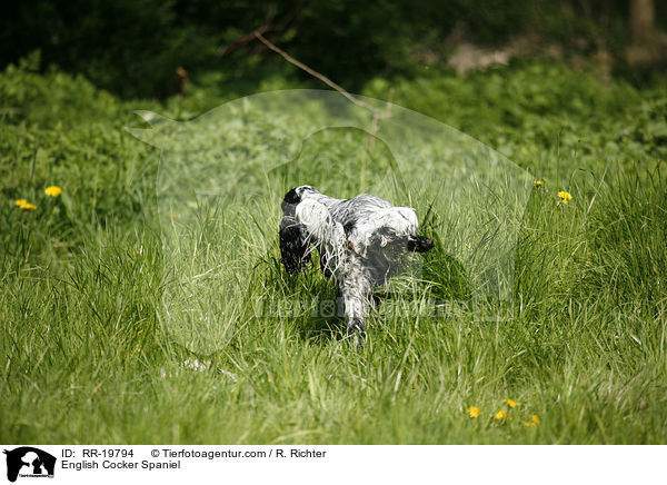 English Cocker Spaniel / English Cocker Spaniel / RR-19794