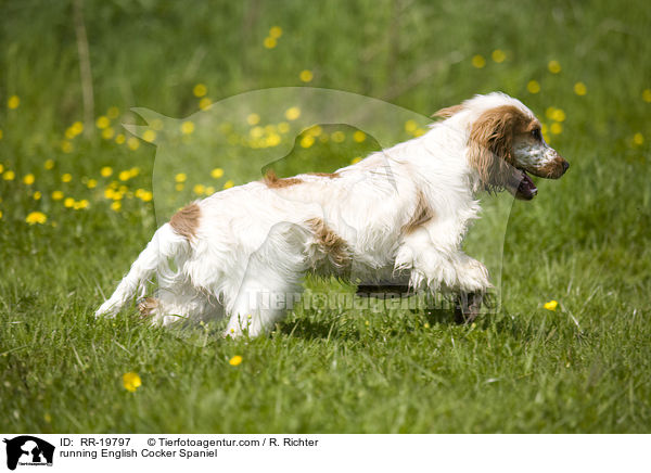 rennender English Cocker Spaniel / running English Cocker Spaniel / RR-19797