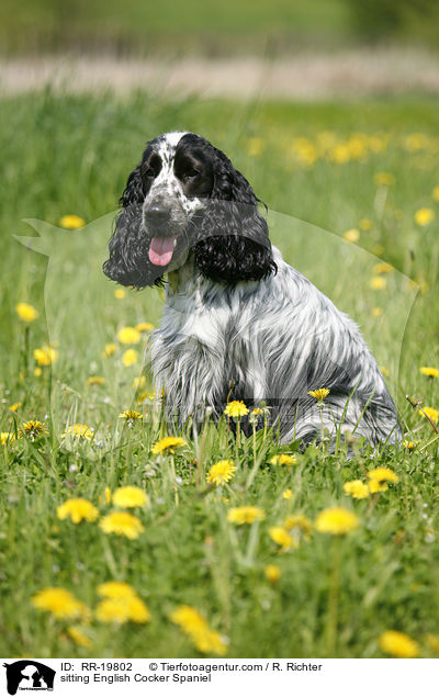 sitzender English Cocker Spaniel / sitting English Cocker Spaniel / RR-19802
