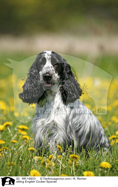sitzender English Cocker Spaniel / sitting English Cocker Spaniel / RR-19803