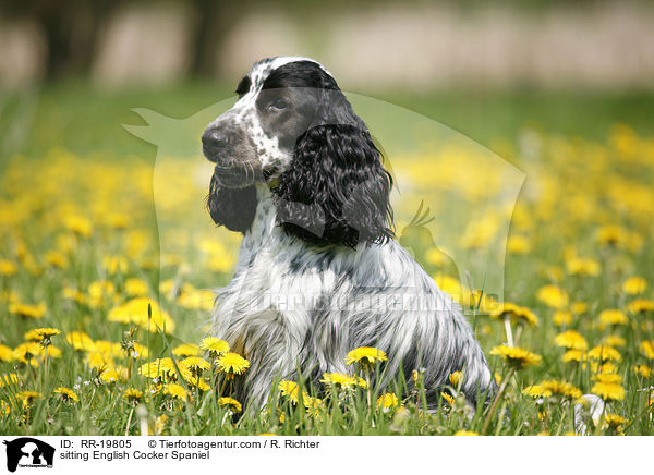 sitzender English Cocker Spaniel / sitting English Cocker Spaniel / RR-19805