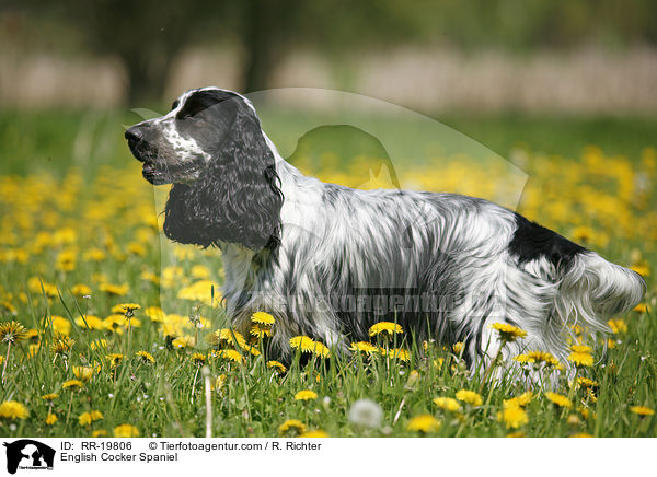English Cocker Spaniel / English Cocker Spaniel / RR-19806