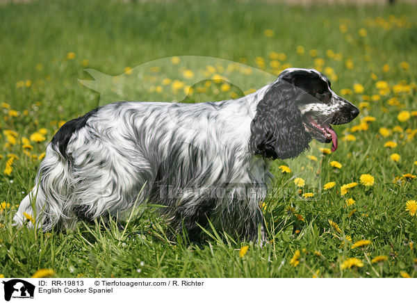 English Cocker Spaniel / English Cocker Spaniel / RR-19813