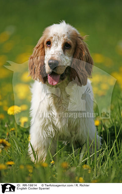 English Cocker Spaniel / English Cocker Spaniel / RR-19814
