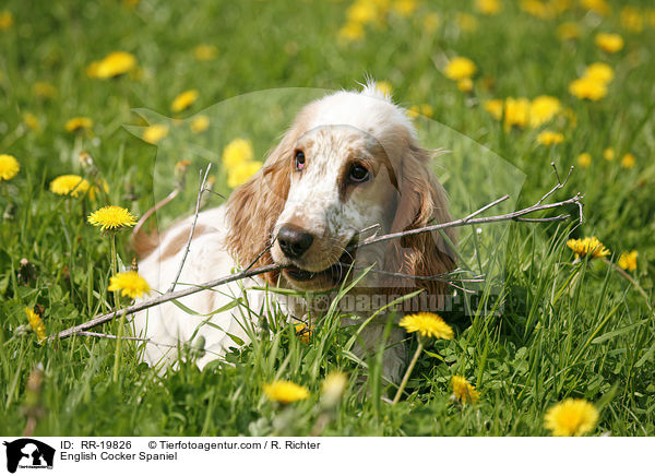 English Cocker Spaniel / English Cocker Spaniel / RR-19826