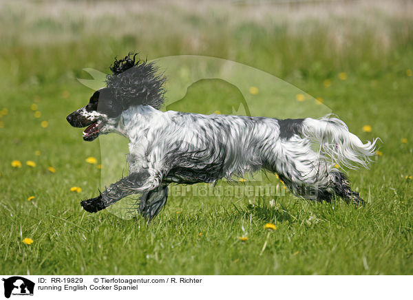 rennender English Cocker Spaniel / running English Cocker Spaniel / RR-19829