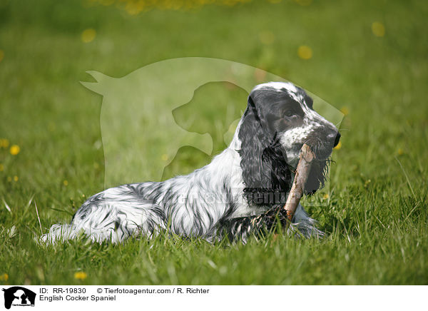 English Cocker Spaniel / English Cocker Spaniel / RR-19830