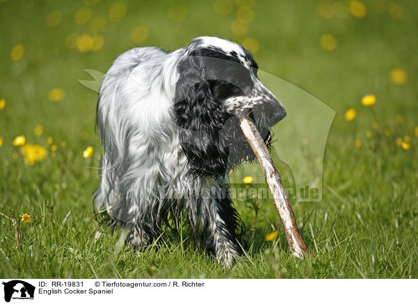 English Cocker Spaniel / English Cocker Spaniel / RR-19831