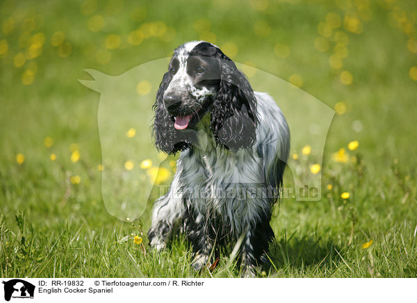 English Cocker Spaniel / English Cocker Spaniel / RR-19832