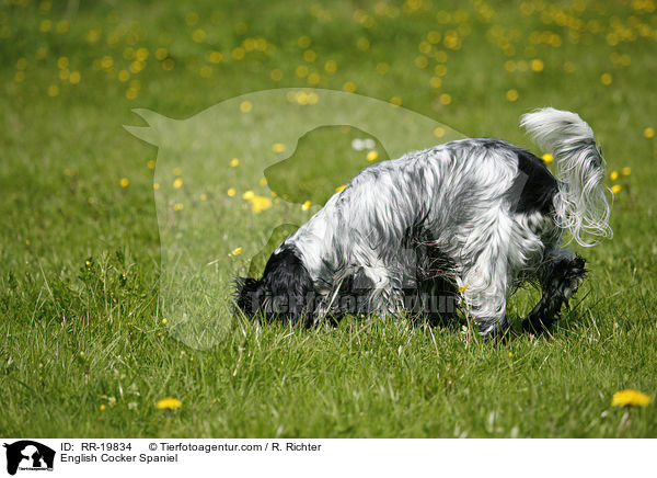 English Cocker Spaniel / English Cocker Spaniel / RR-19834