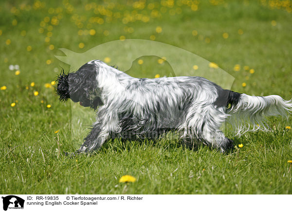 rennender English Cocker Spaniel / running English Cocker Spaniel / RR-19835