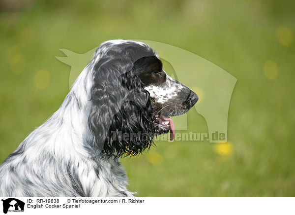 English Cocker Spaniel / English Cocker Spaniel / RR-19838