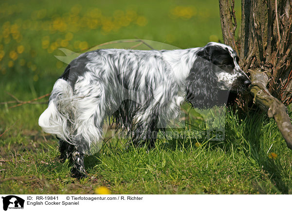 English Cocker Spaniel / English Cocker Spaniel / RR-19841
