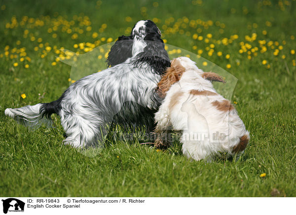 English Cocker Spaniel / English Cocker Spaniel / RR-19843