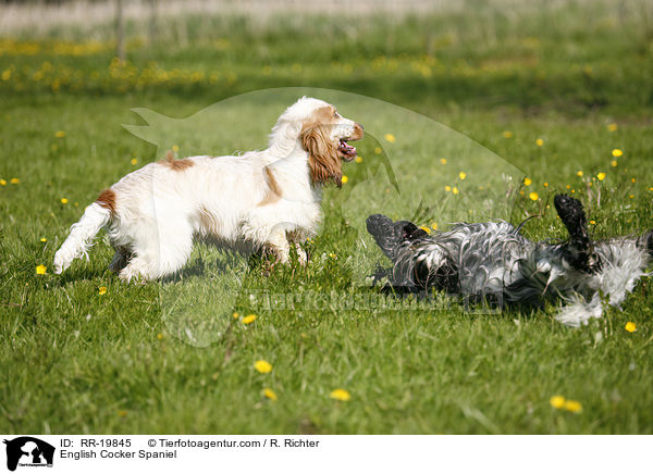 English Cocker Spaniel / English Cocker Spaniel / RR-19845