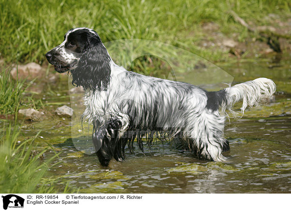 English Cocker Spaniel / English Cocker Spaniel / RR-19854