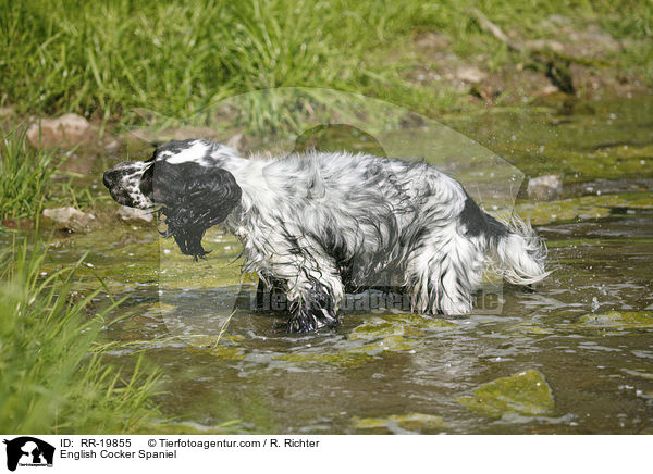 English Cocker Spaniel / English Cocker Spaniel / RR-19855