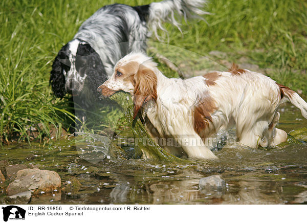 English Cocker Spaniel / English Cocker Spaniel / RR-19856
