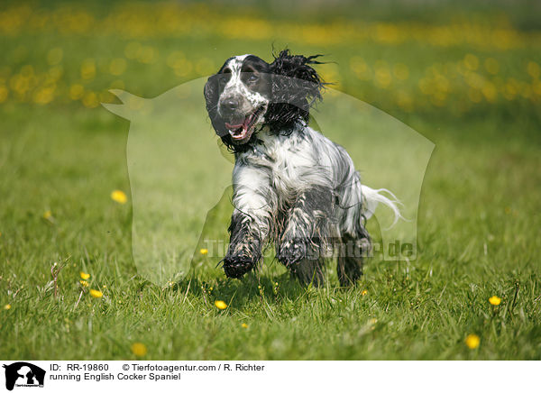 rennender English Cocker Spaniel / running English Cocker Spaniel / RR-19860