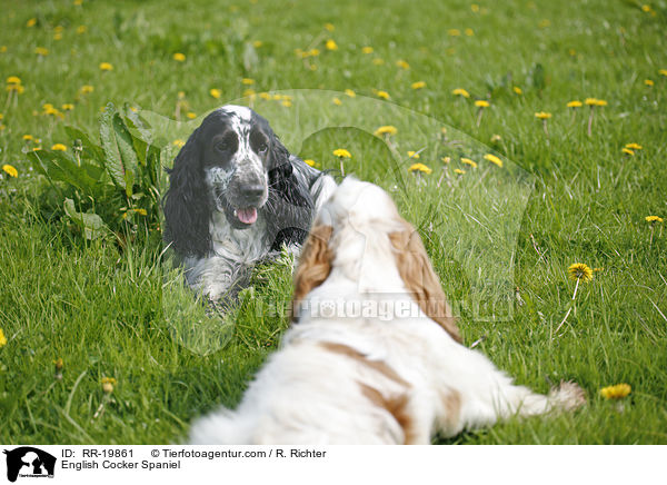 English Cocker Spaniel / English Cocker Spaniel / RR-19861