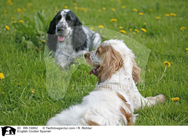 English Cocker Spaniel / English Cocker Spaniel / RR-19862
