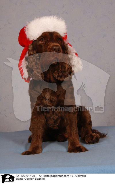 sitzender Cocker Spaniel / sitting Cocker Spaniel / SG-01405