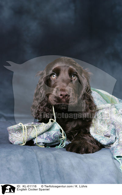 English Cocker Spaniel / English Cocker Spaniel / KL-01116
