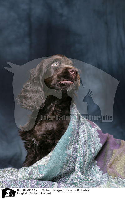 English Cocker Spaniel / English Cocker Spaniel / KL-01117