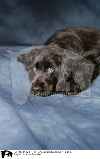 English Cocker Spaniel / English Cocker Spaniel / KL-01124