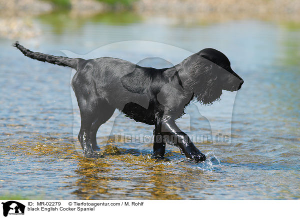 schwarzer English Cocker Spaniel / black English Cocker Spaniel / MR-02279