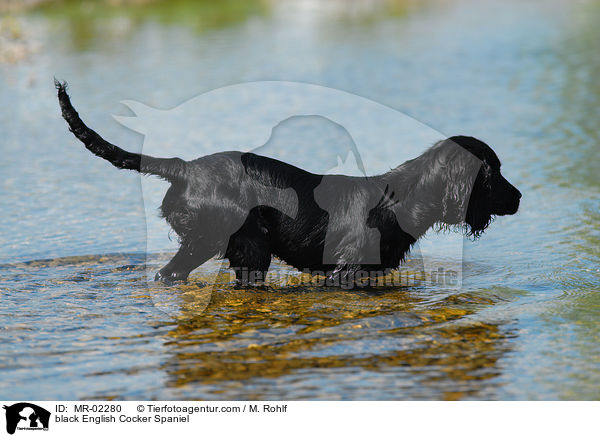 schwarzer English Cocker Spaniel / black English Cocker Spaniel / MR-02280