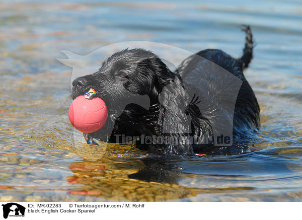 schwarzer English Cocker Spaniel / black English Cocker Spaniel / MR-02283
