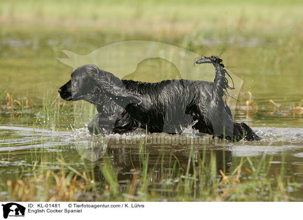 English Cocker Spaniel / English Cocker Spaniel / KL-01481