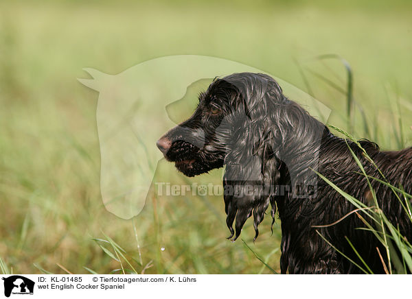 nasser English Cocker Spaniel / wet English Cocker Spaniel / KL-01485
