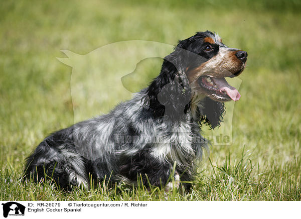 English Cocker Spaniel / English Cocker Spaniel / RR-26079