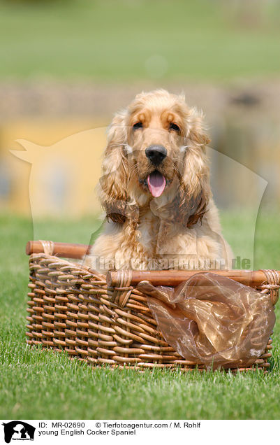 junger English Cocker Spaniel / young English Cocker Spaniel / MR-02690
